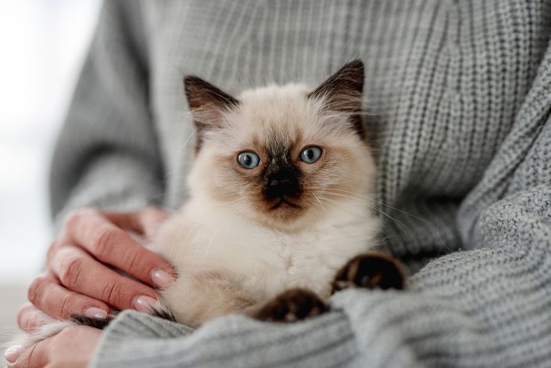 Ragdoll