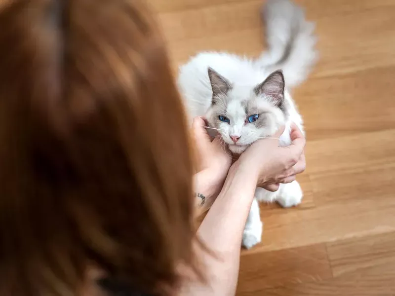 Ragdoll