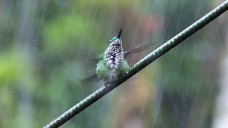 Rain Bathing