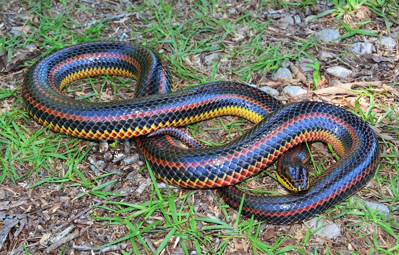 Rainbow Snake