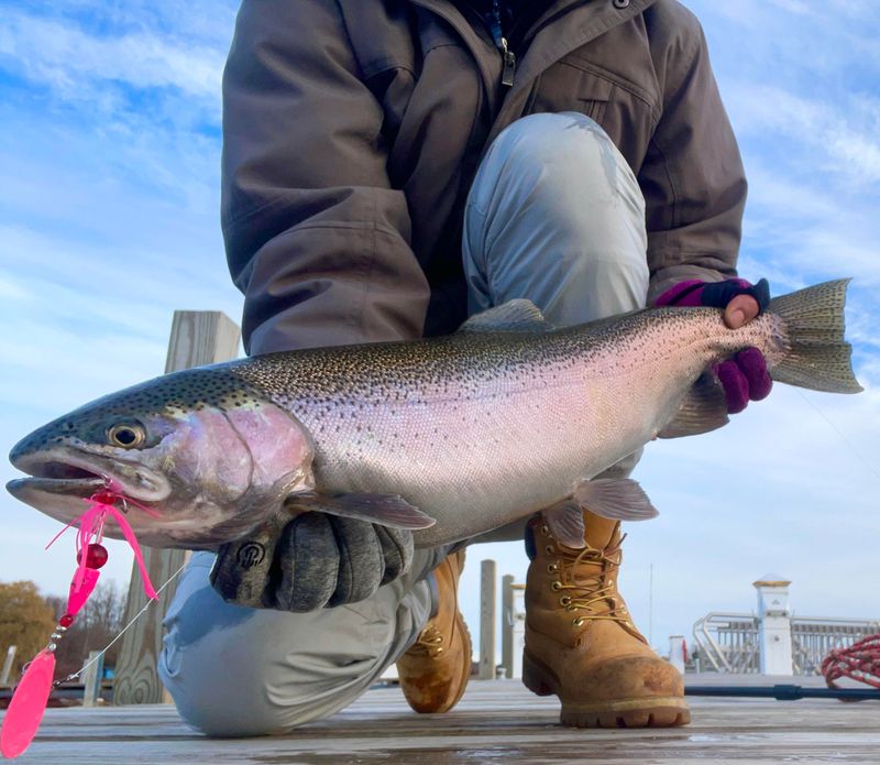 Rainbow Trout