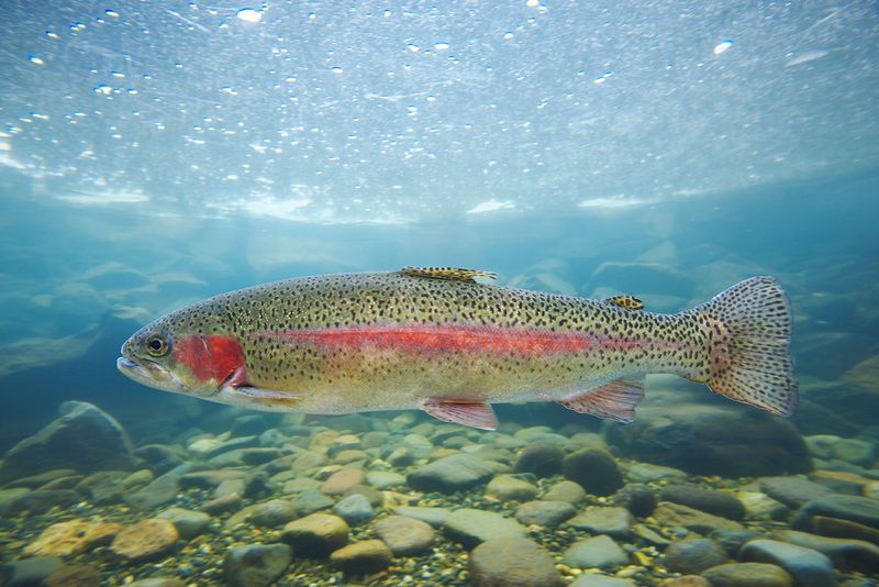 Rainbow Trout