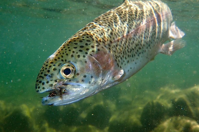 Rainbow Trout
