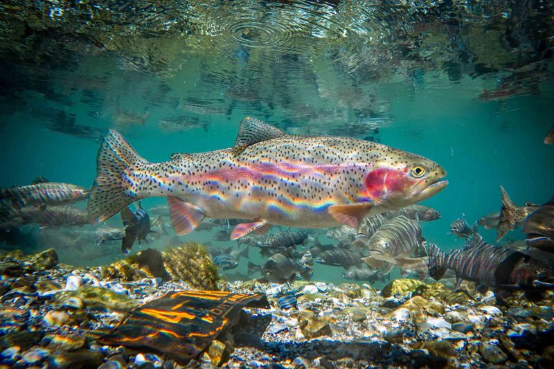 Rainbow Trout
