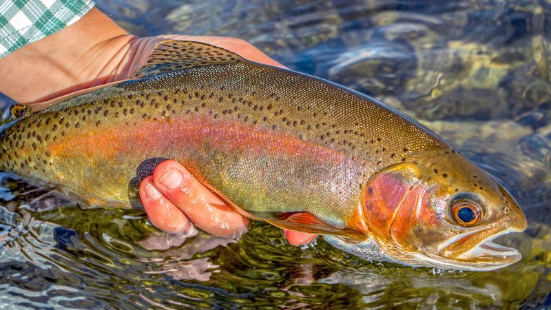 Rainbow Trout