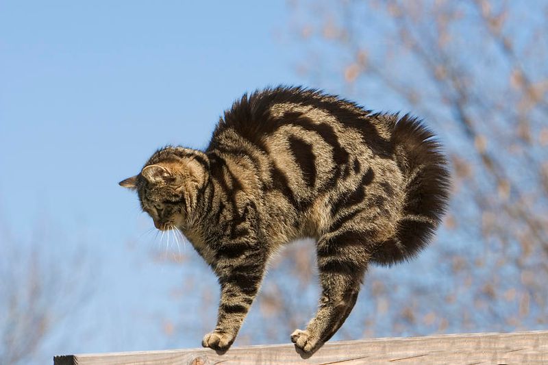 Raised Hackles