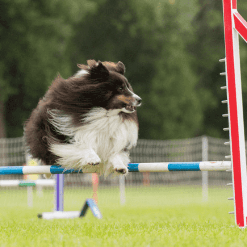 Rally Obedience