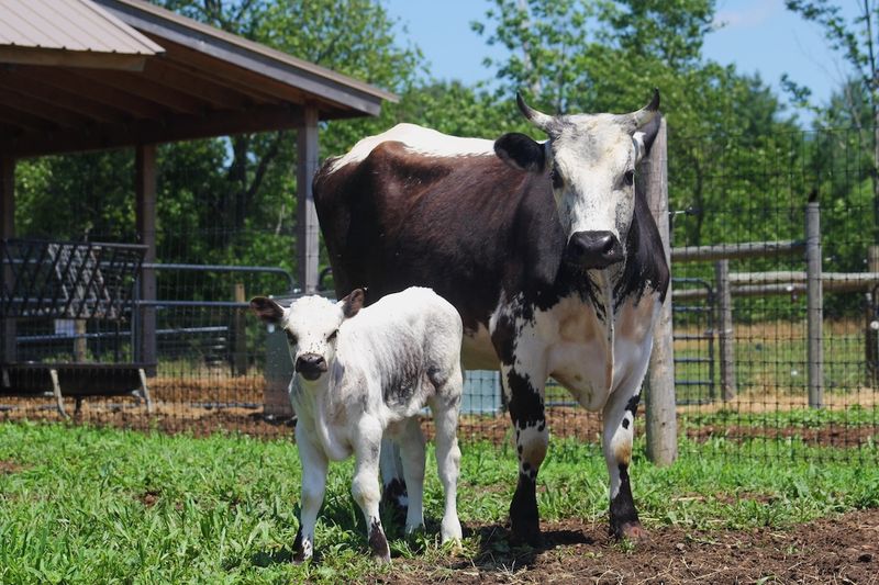 Randall Lineback Cattle