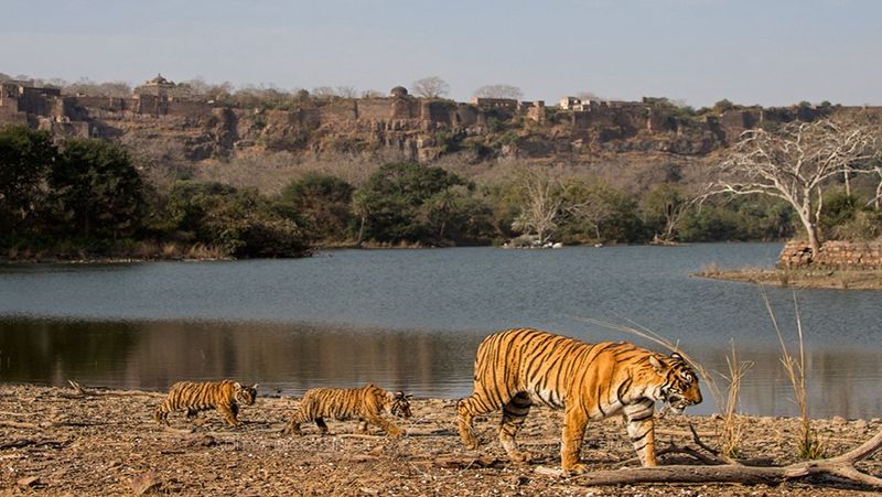 Ranthambore National Park, India