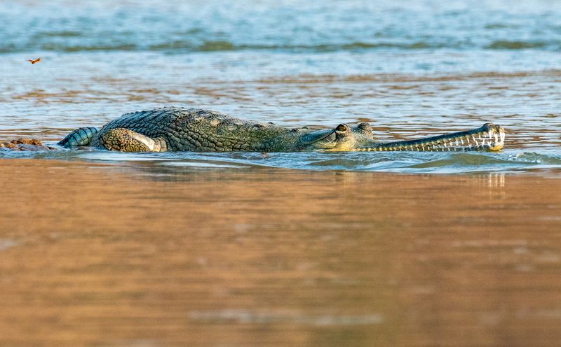 Ranthambore National Park, India