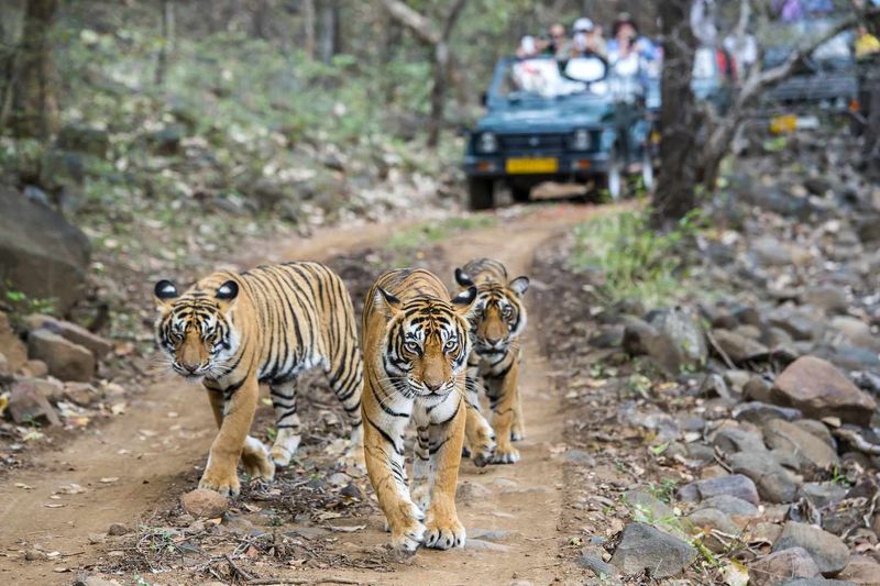 Ranthambore National Park, India