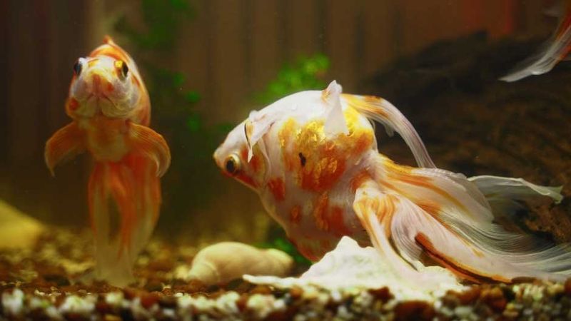 Rapid Gill Movement