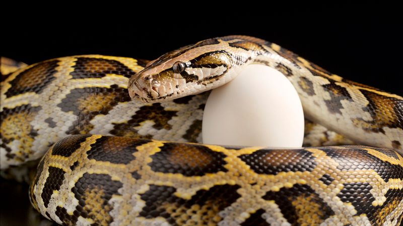 Rapid Reproduction