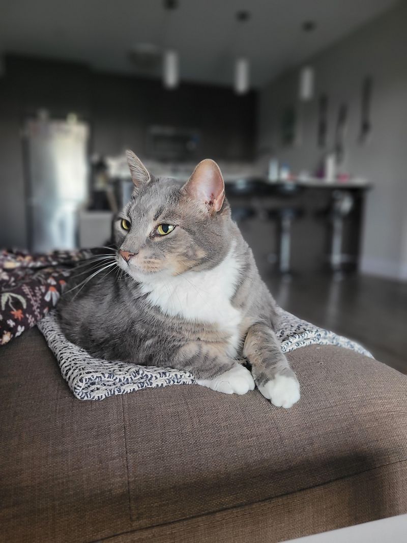 Rascal Radar