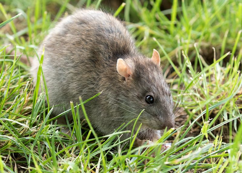 Rats