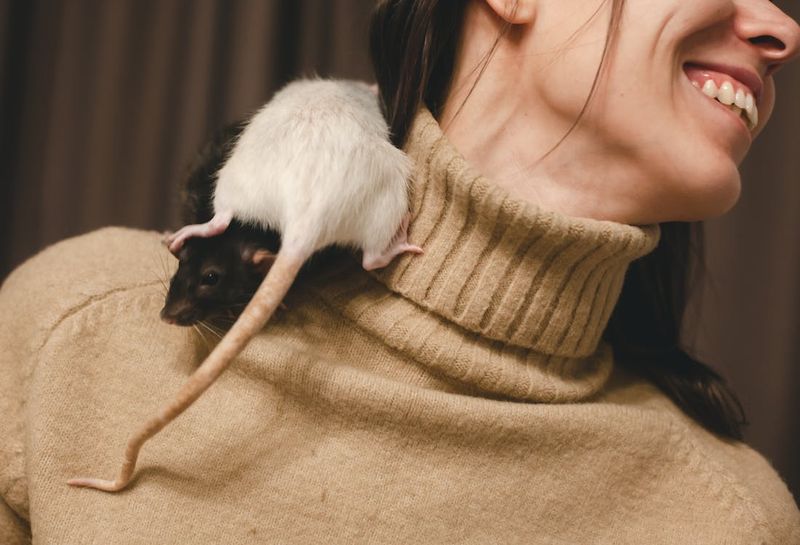 Rats