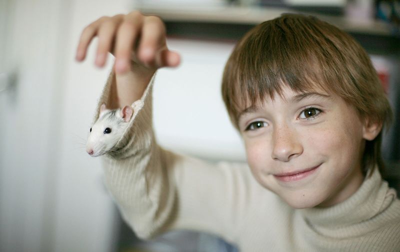 Rats