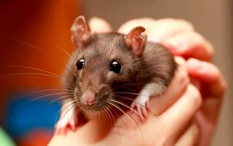 Rats