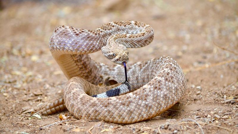 Rattlesnake