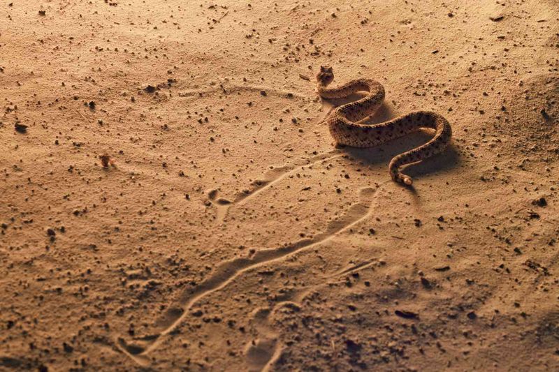 Rattlesnake