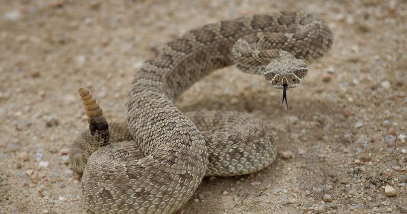 Rattlesnake