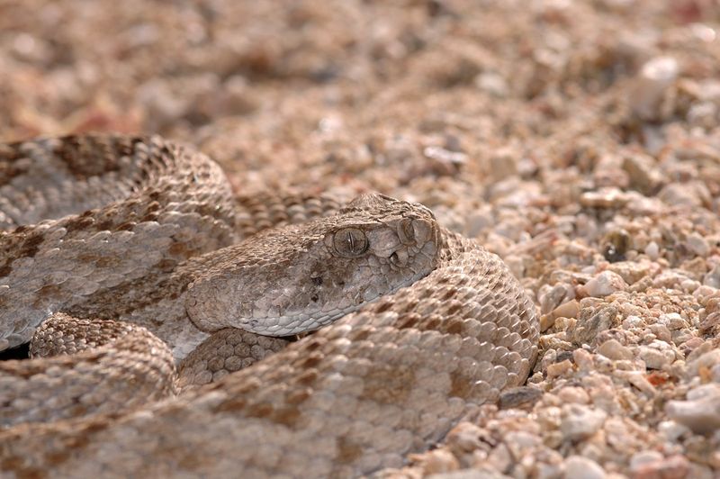 Rattlesnake Camouflage Techniques