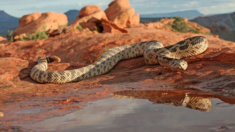 Rattlesnake Cultural Impact
