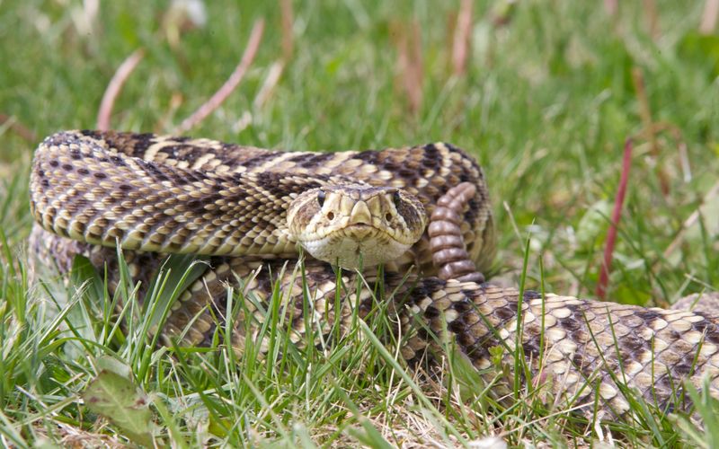 Rattlesnake Evolutionary History