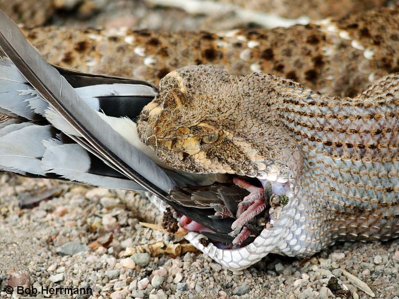 Rattlesnake Feeding Habits