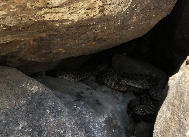 Rattlesnake Hibernation