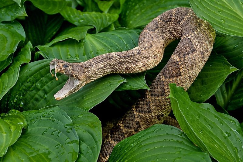 Rattlesnake Myths and Legends