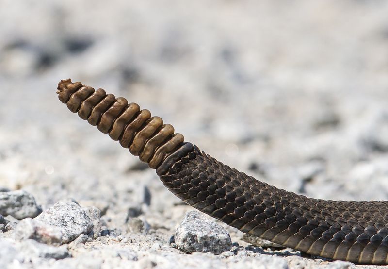 Rattlesnake Rattle Mystery