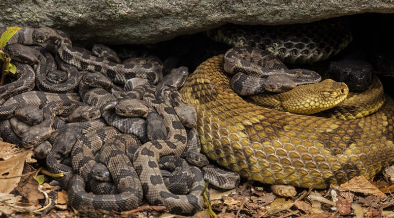 Rattlesnake Reproduction