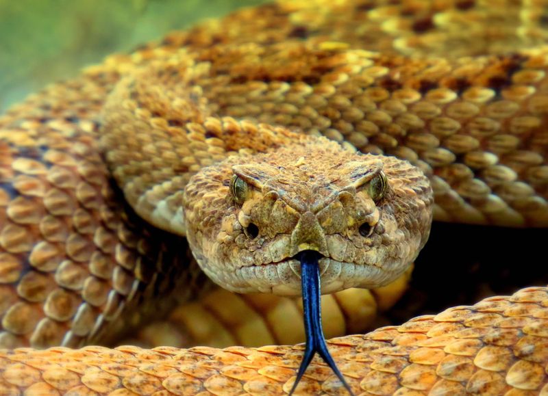 Rattlesnake Sensory Perception