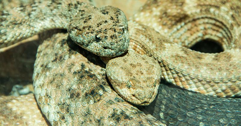 Rattlesnake Social Behavior