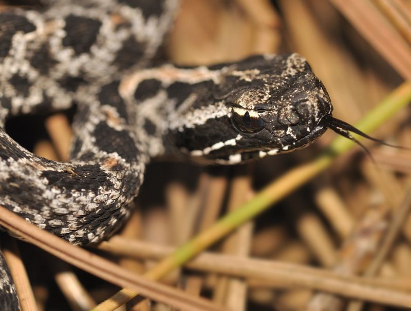 Rattlesnake Venom Variability