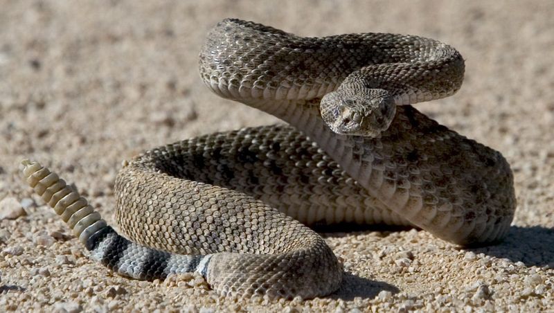 Rattlesnake