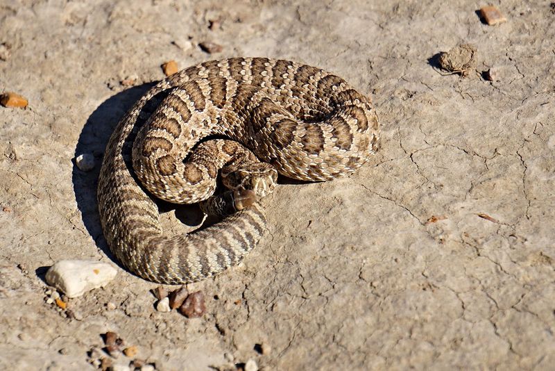 Rattlesnakes