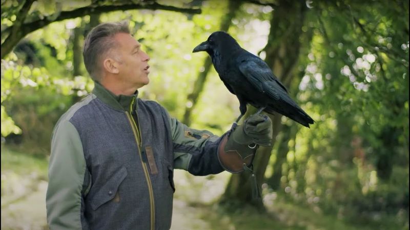 Raven