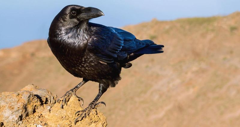 Raven