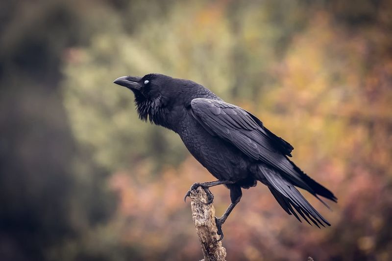 Raven