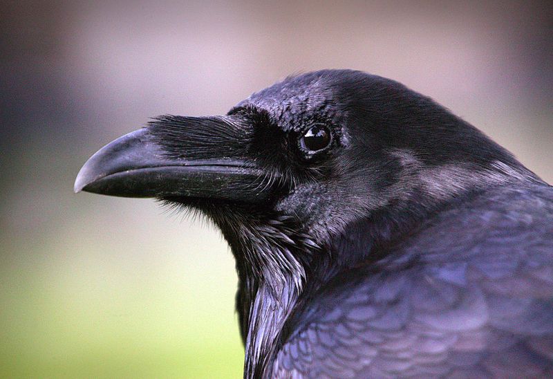 Raven