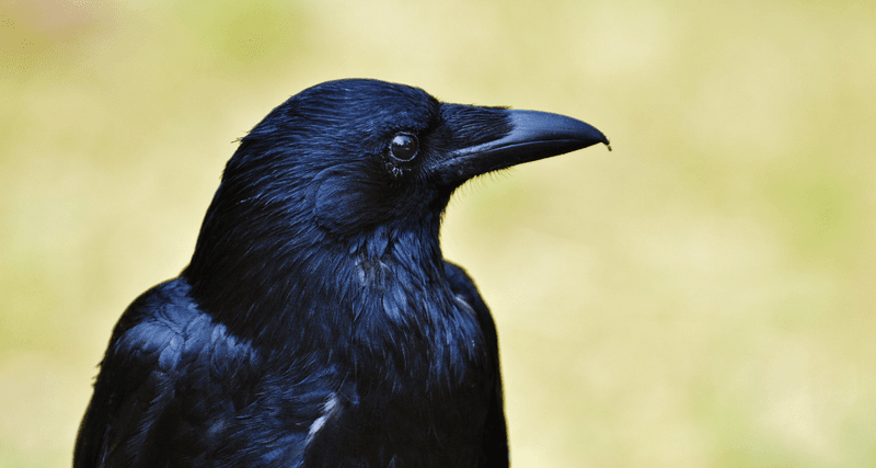 Ravens and Memory