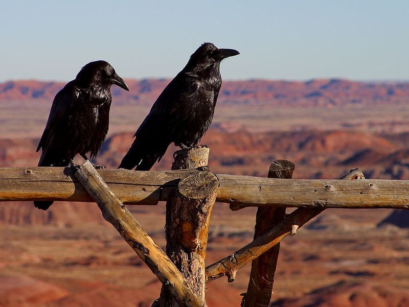 Ravens and Prophecy