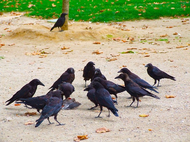 Ravens