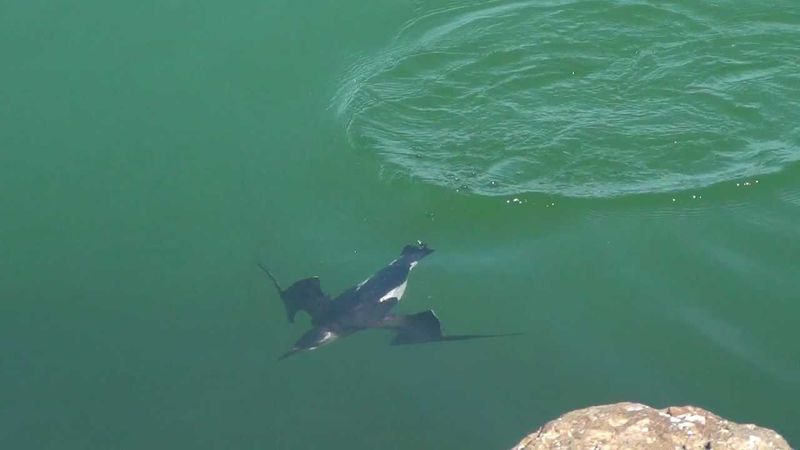 Razorbill