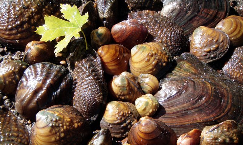 Reappearance of Freshwater Mussels