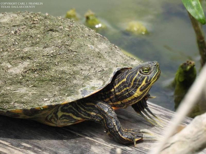 Reappearance of Turtles