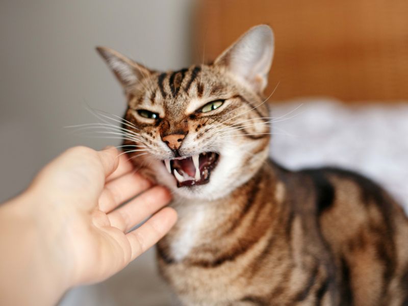 Rebel with Paws