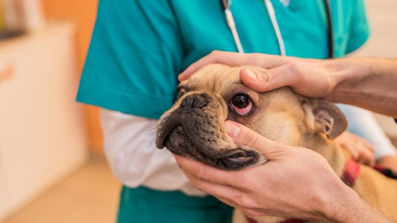 Recognizing Allergies in Dogs
